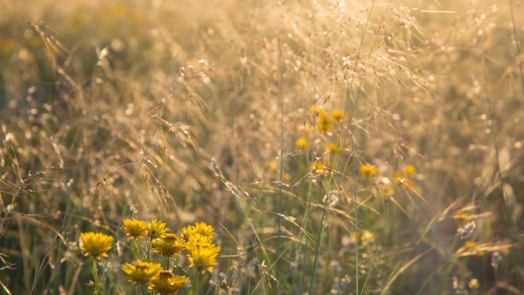 Championing critically endangered grasslands - ACT Enviro Volunteers